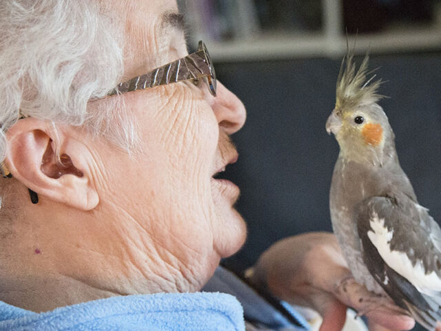 Mascotas más beneficiosas para las personas mayores, grupo retiro