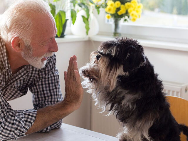 Beneficios, tener perro para las personas mayores, grupo retiro